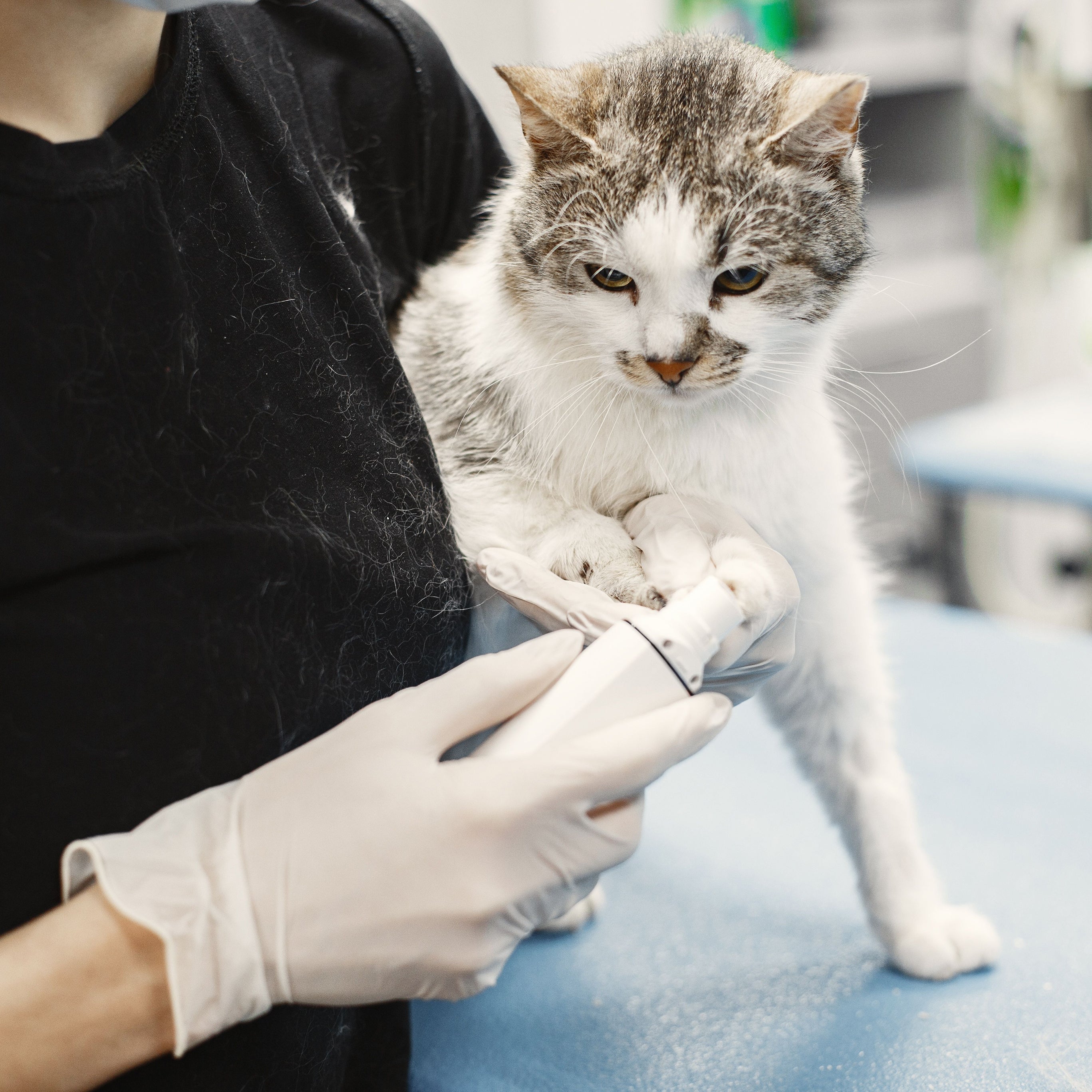 Cuidados De Saúde Para Animais De Estimação