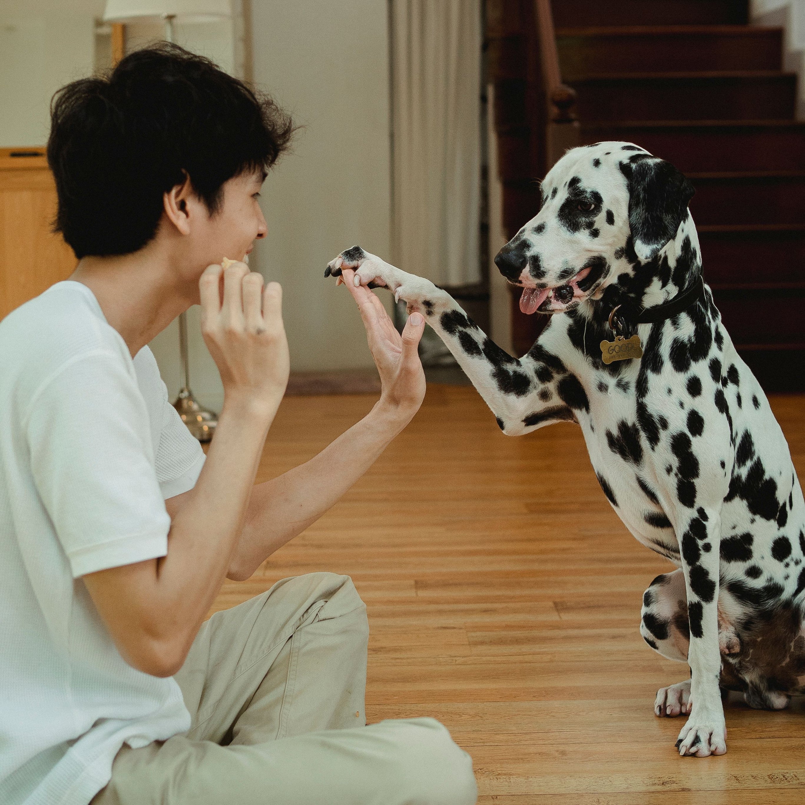 Segurança E Treino De Animais De Estimação