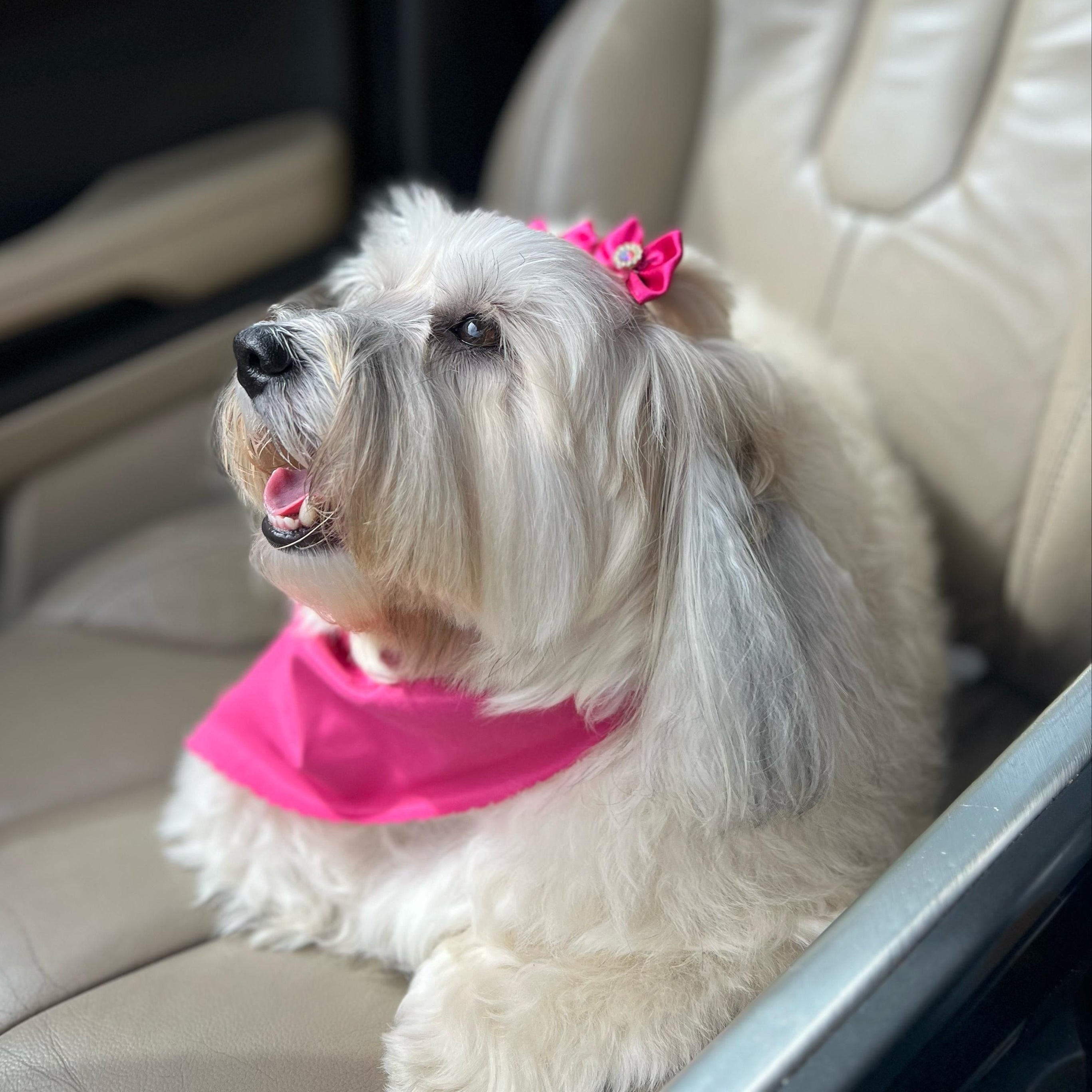 Higiene E Viagem Com Animais De Estimação