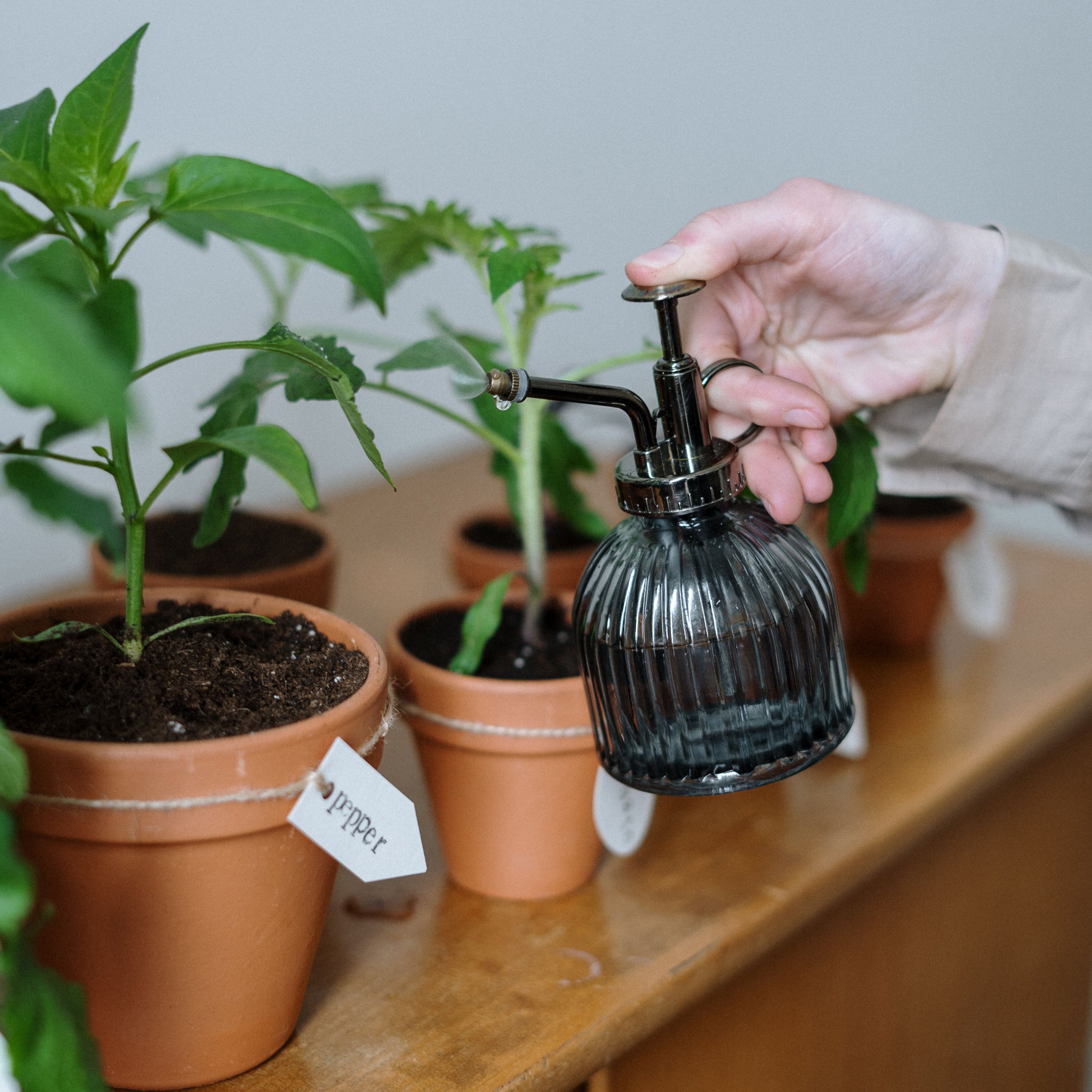 Cuidados E Cultivo De Plantas