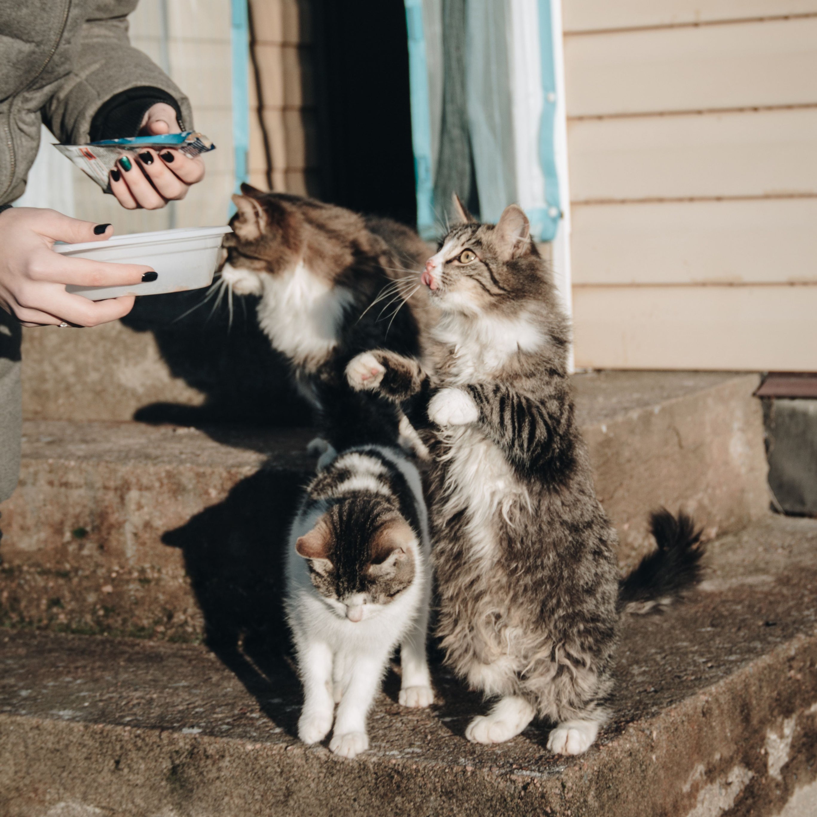 Alimentação De Animais De Estimação