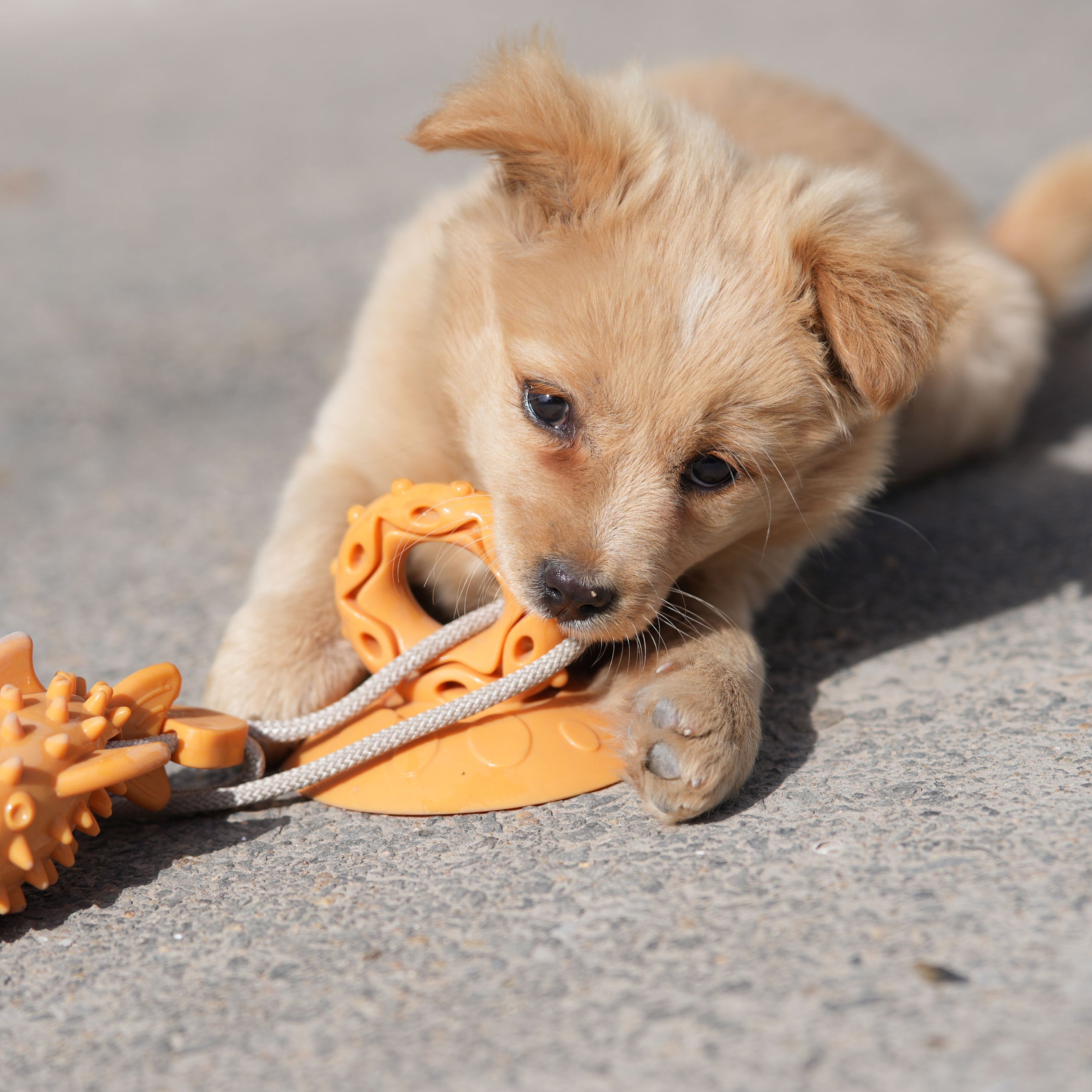 Brinquedos Para Animais De Estimação