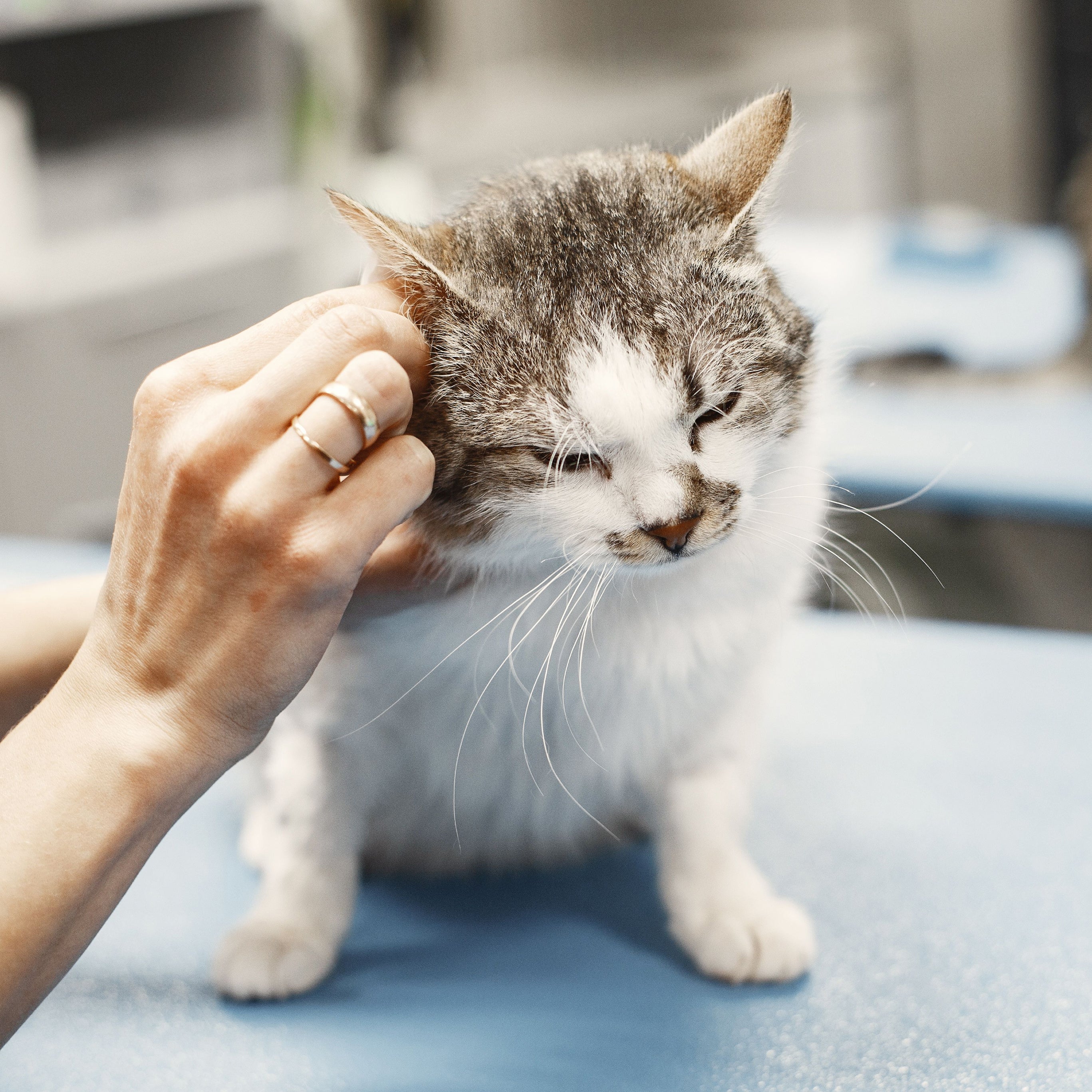 Acessórios De Saúde Para Animais De Estimação