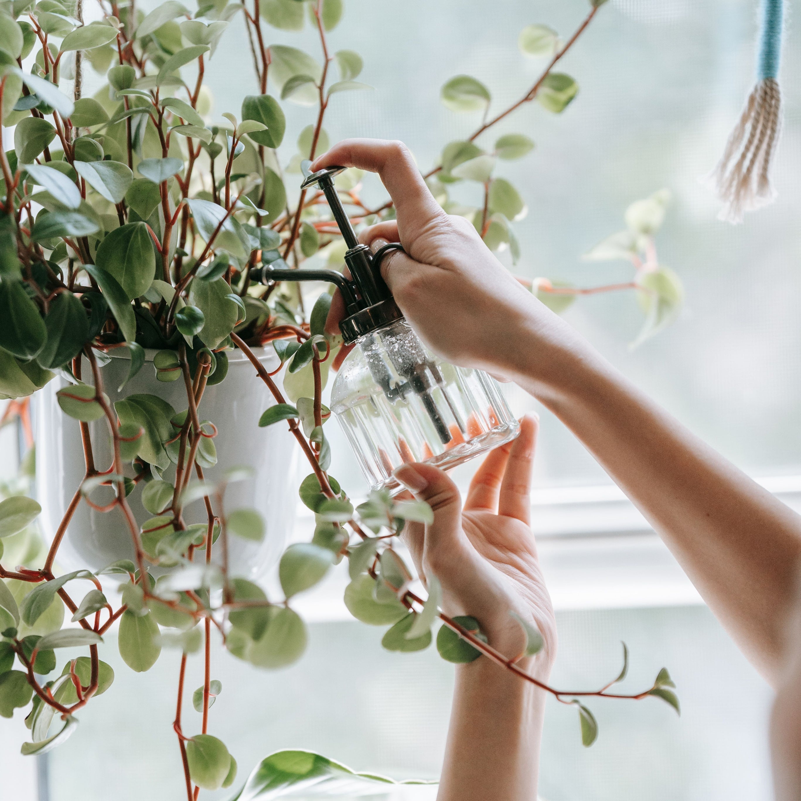 Cuidados Com Plantas De Interior