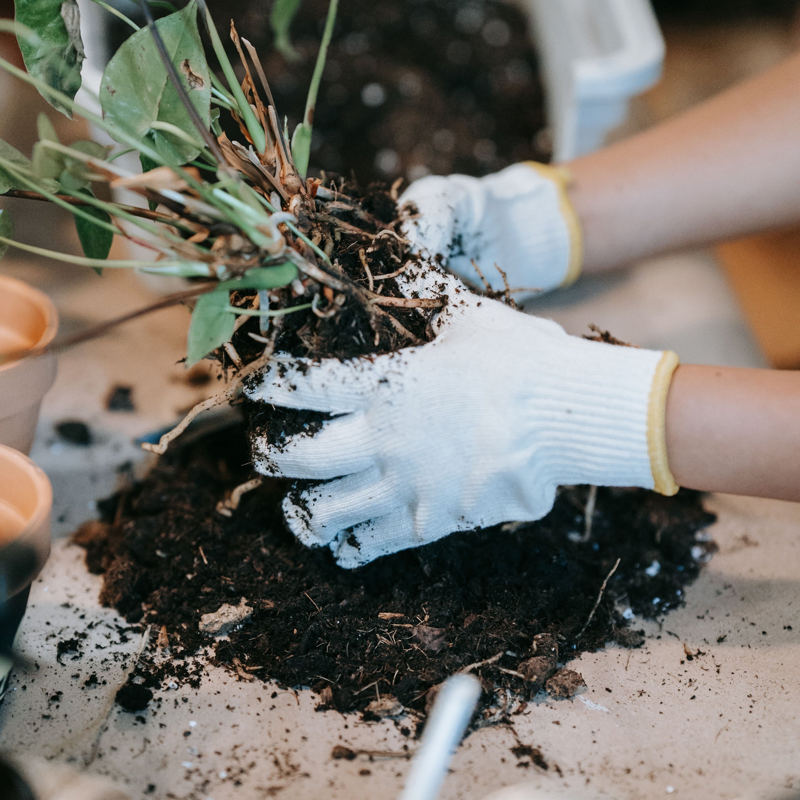 Manutenção Do Solo E Das Plantas